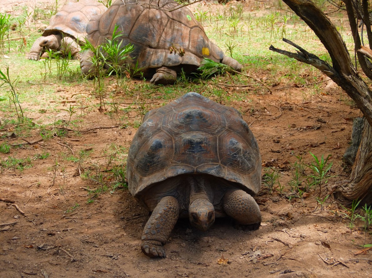Tortue Rodrigues Tortue Rodrigues