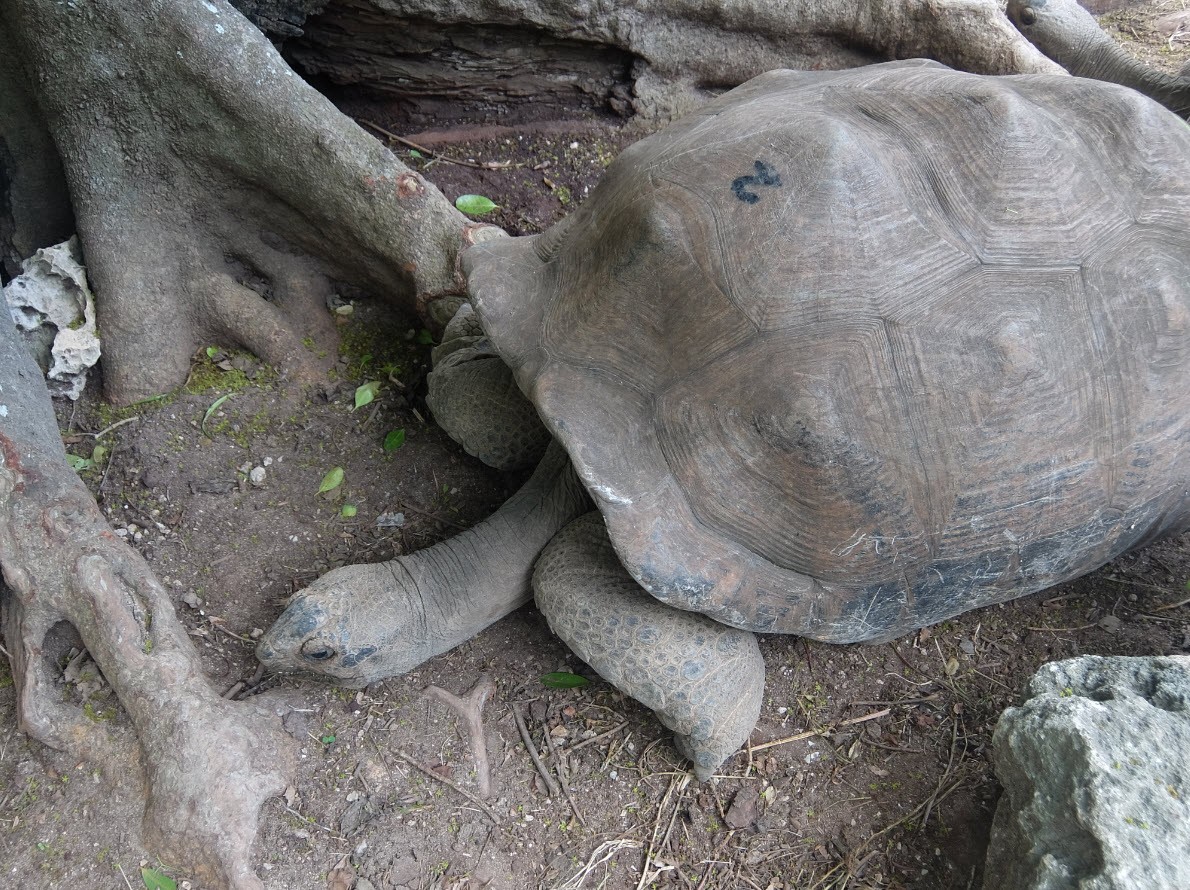 Deuxieme plus vieille tortue de la reserve de Rodrigues Deuxieme plus vieille tortue de la reserve de Rodrigues
