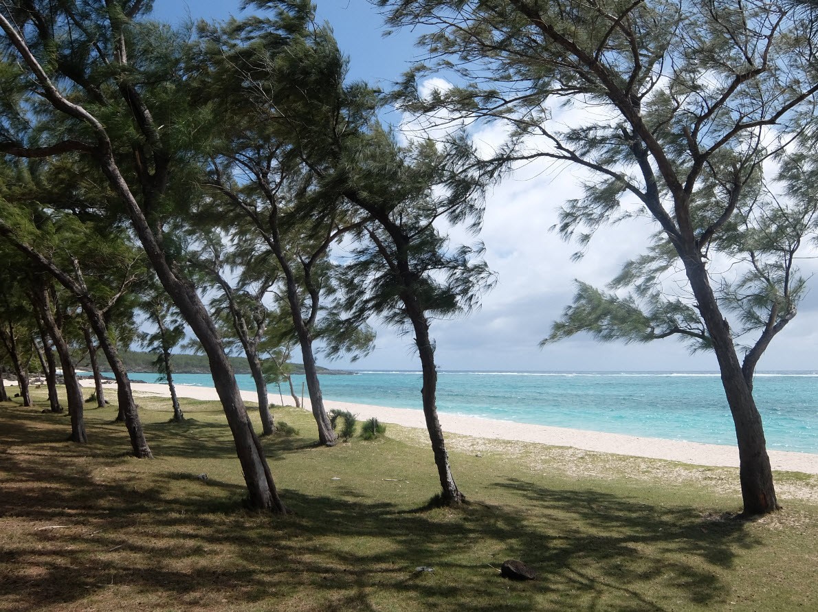 Arbres au bord de la plage Arbres au bord de la plage