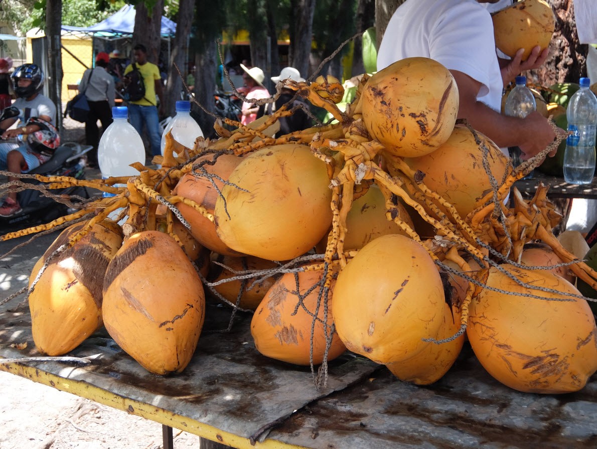 Noix de coco à boire Noix de coco à boire