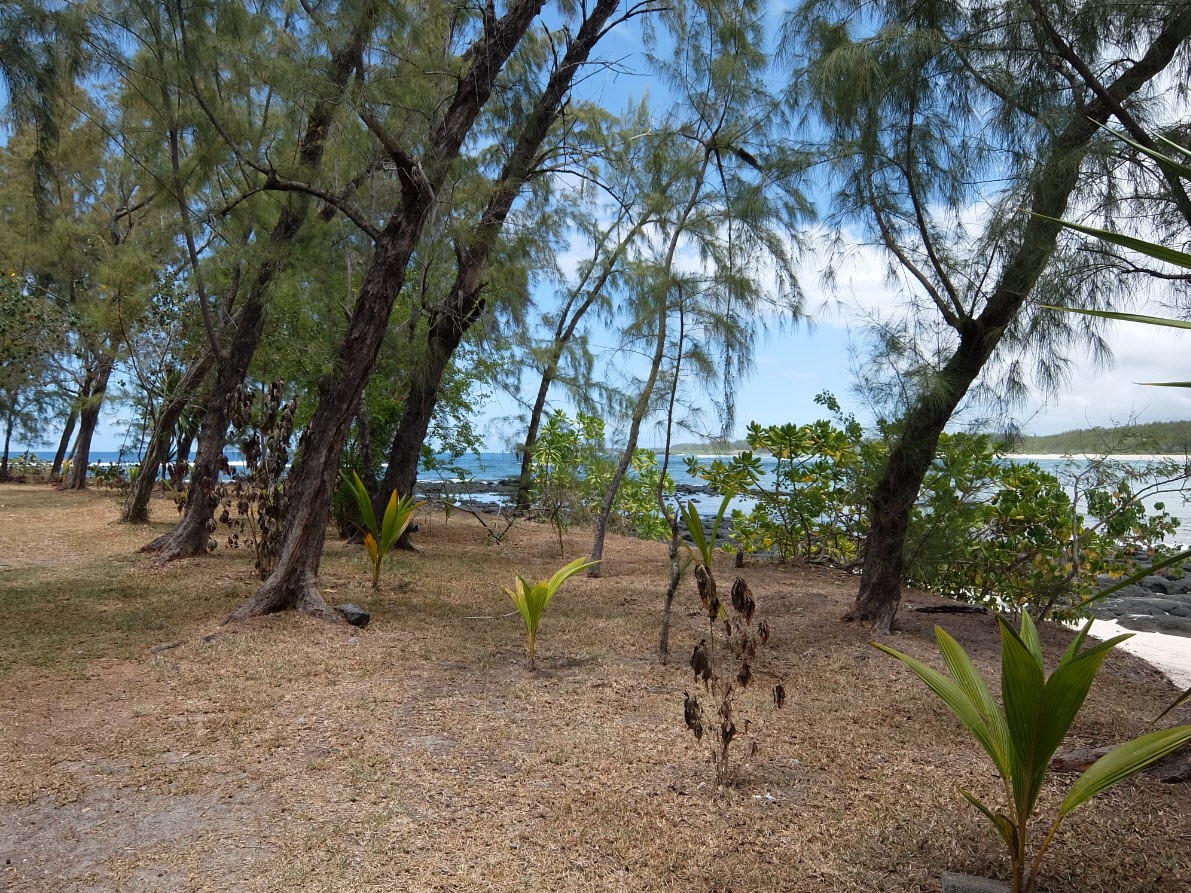 Vegetation de l'ile Vegetation de l'ile