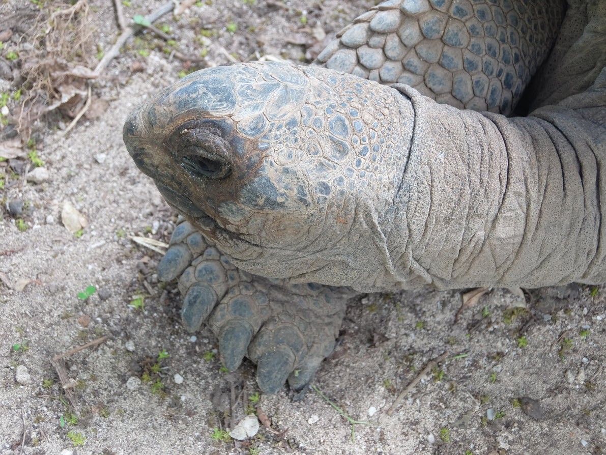 Tortue qui ressemble a ET Tortue qui ressemble a ET