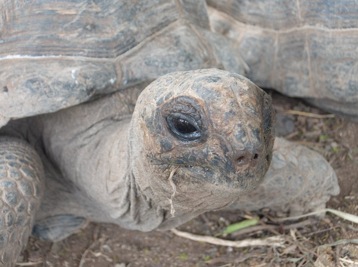 Tortue curieuse de pres Tortue curieuse de pres
