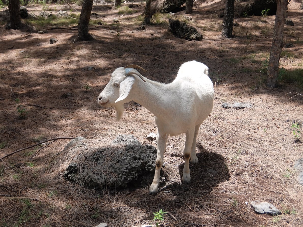 Chevre sauvage Chevre sauvage