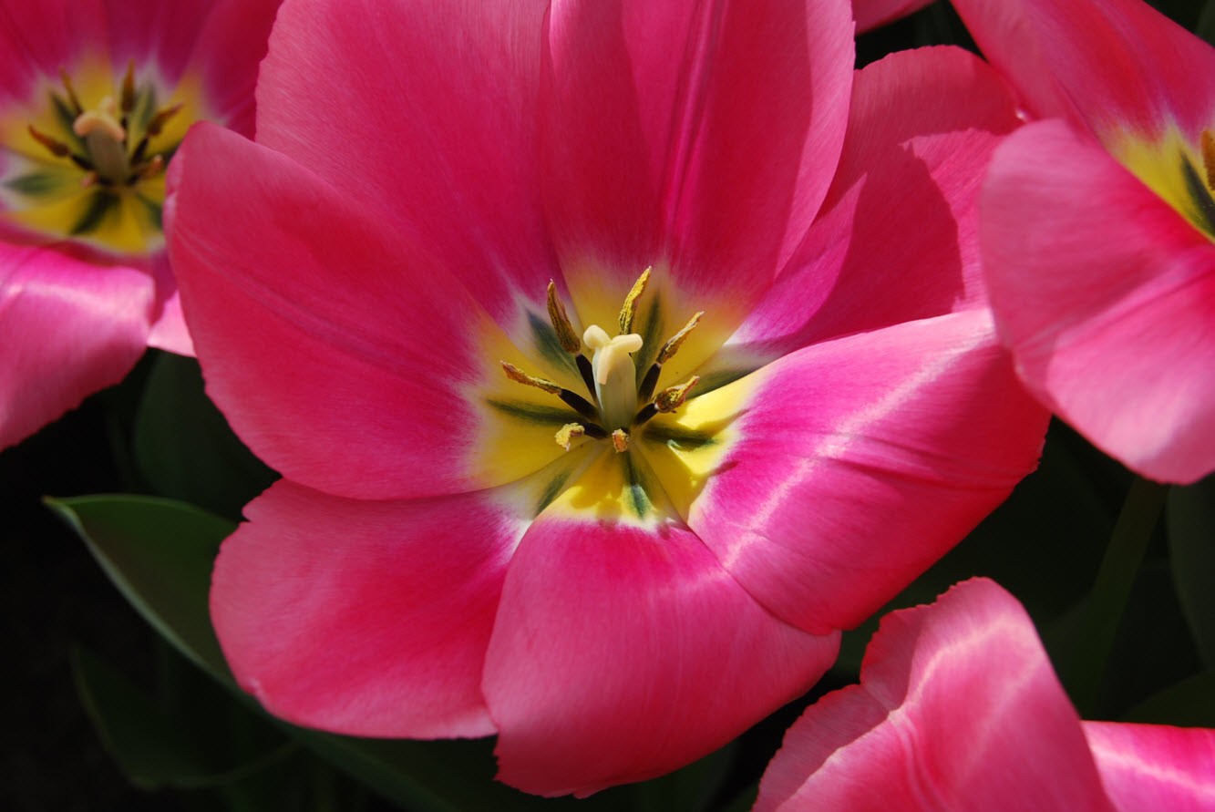 Fleur de Keukenhof Fleur de Keukenhof