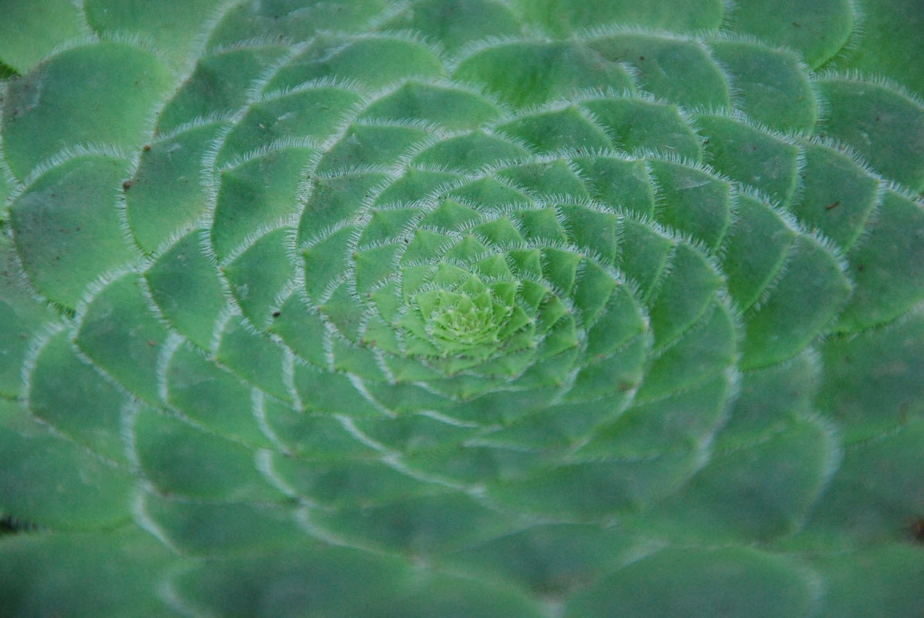 Le vert dans tous ses etats Le vert dans tous ses etats