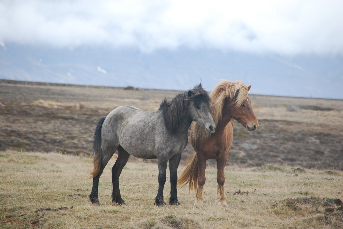 Guide pratique tour Islande chevaux sauvages Guide pratique tour Islande chevaux sauvages