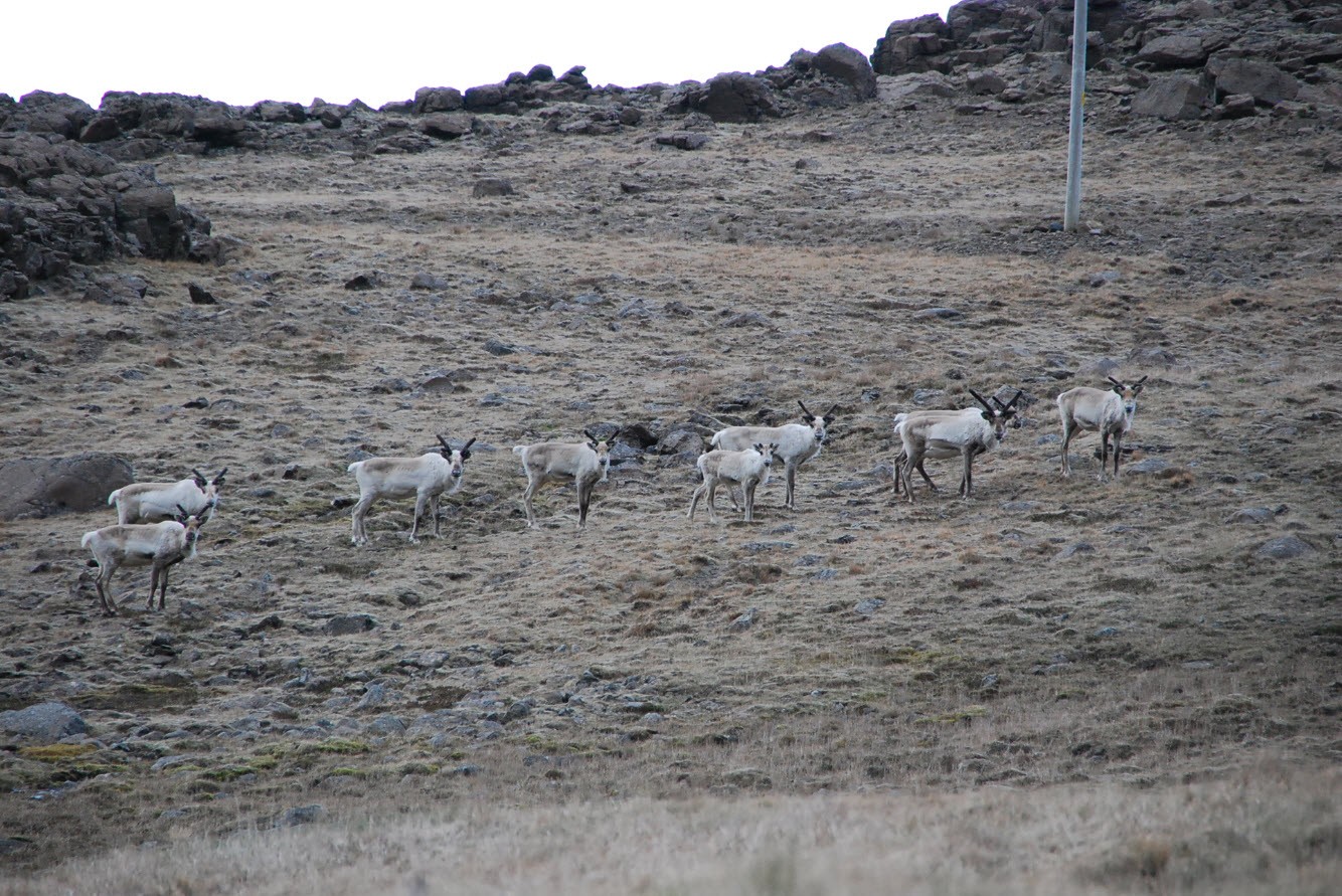 Itineraire tour Islande animaux sauvages East Iceland Itineraire tour Islande animaux sauvages East Iceland