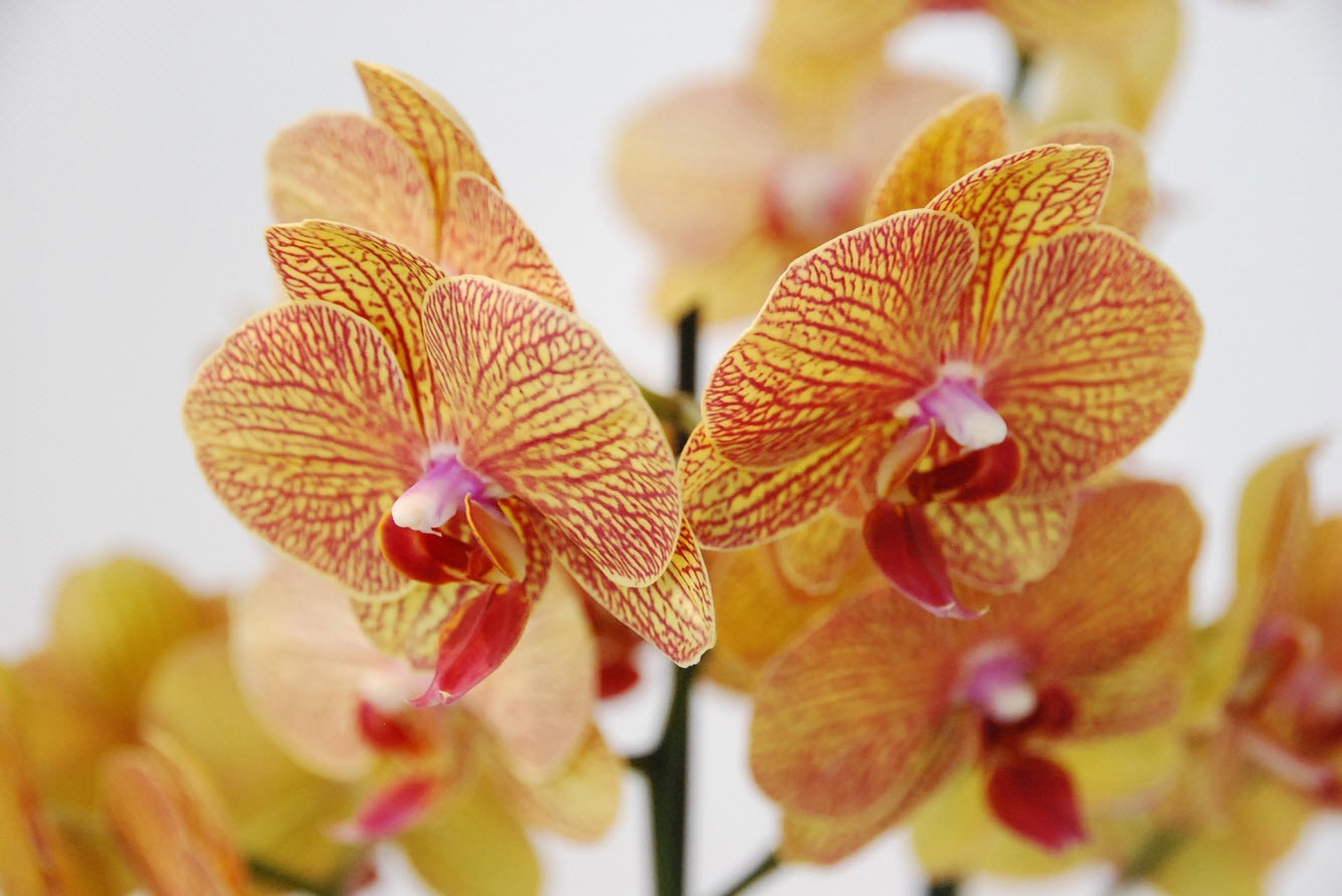 Orchidees à Amsterdam Orchidees à Amsterdam