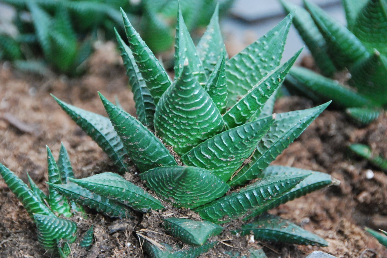 Plante verte grasse Plante verte grasse