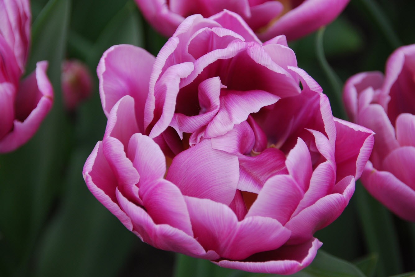 Fleur rose Fleur rose