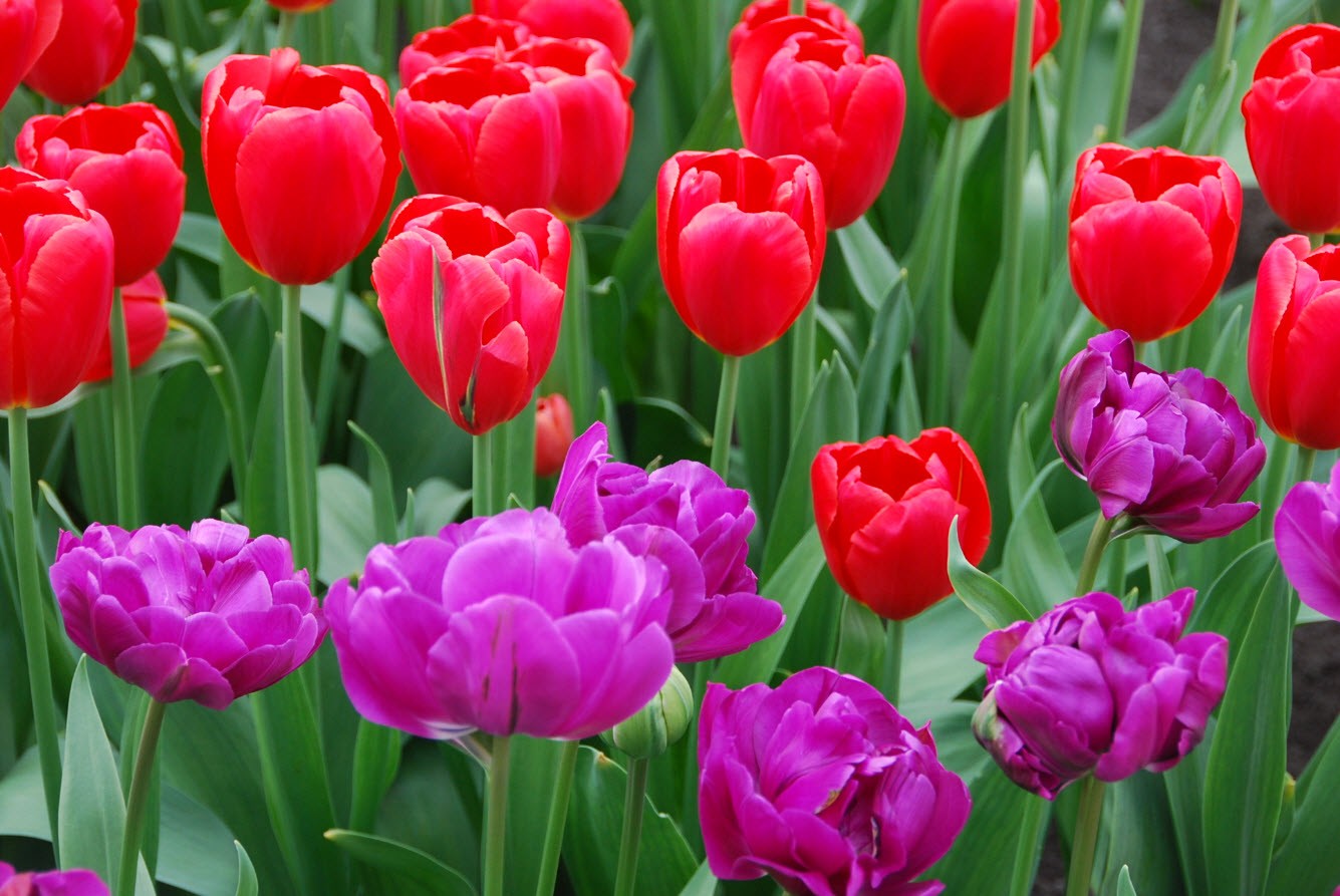 Tulipes en Hollande Tulipes en Hollande