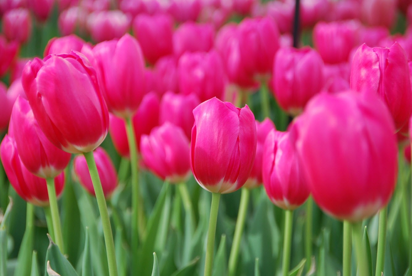 Tulipes aux Pays-Bas Tulipes aux Pays-Bas