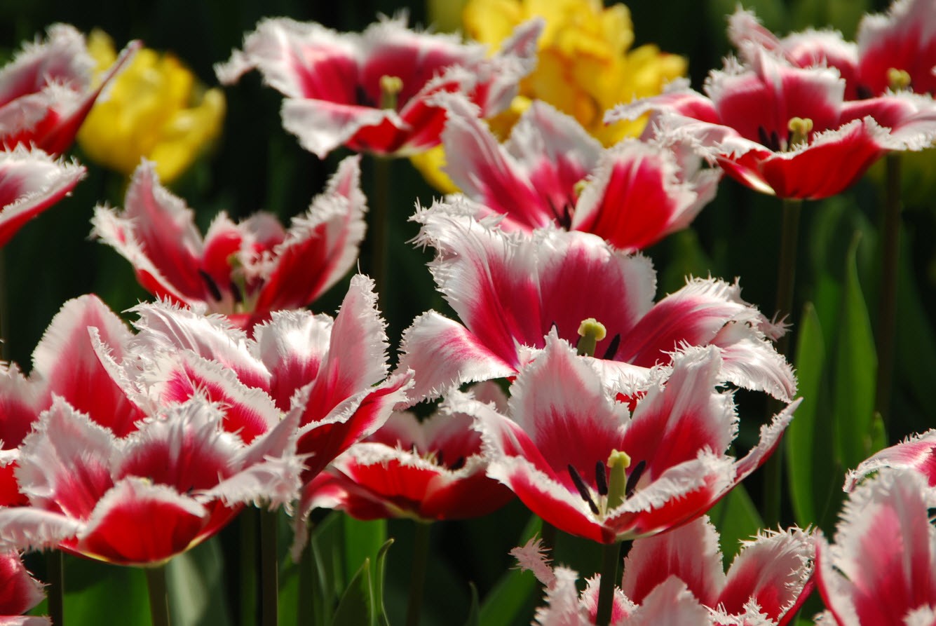 Parc floral Amsterdam Parc floral Amsterdam