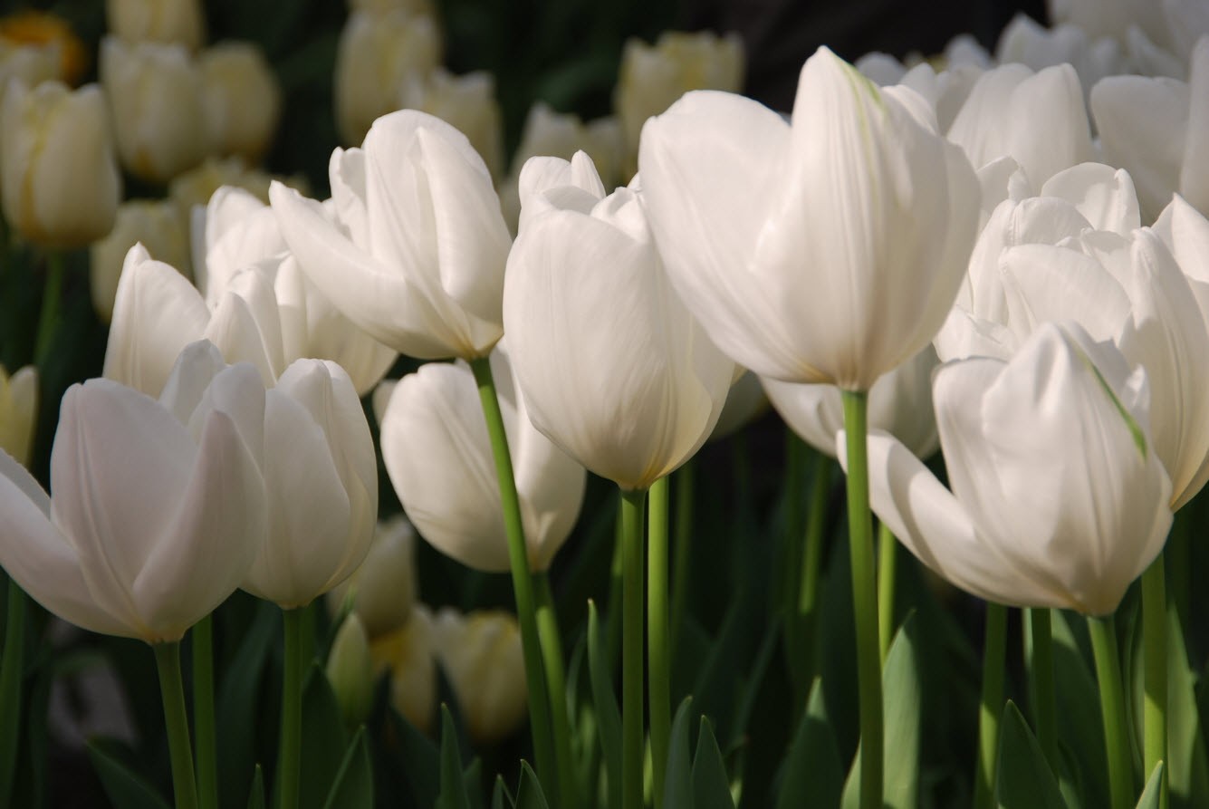 Amsterdam et ses tulipes Amsterdam et ses tulipes