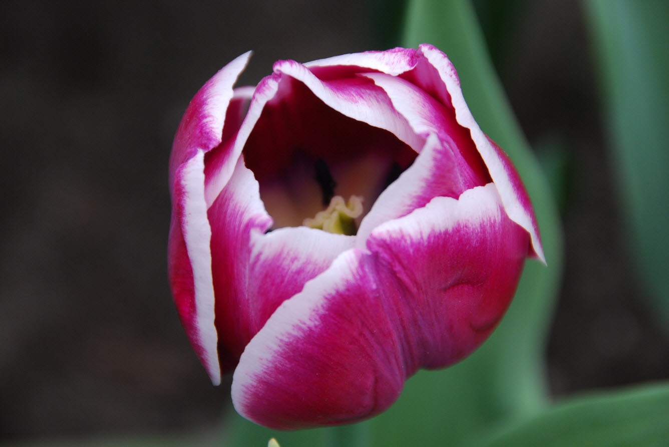 Tulipe qui s'ouvre Tulipe qui s'ouvre