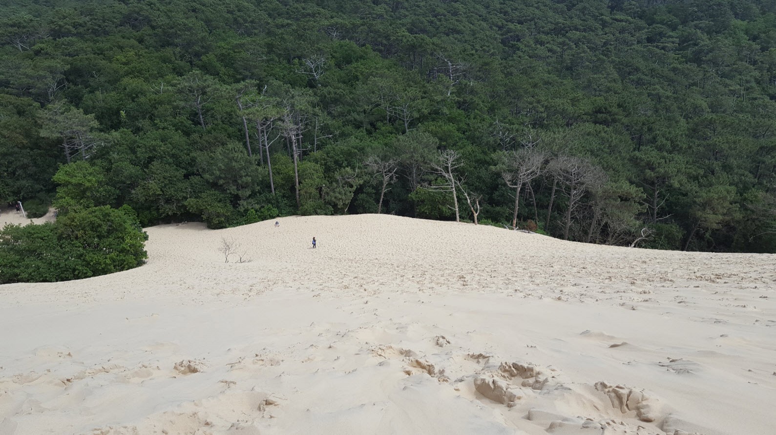 Sable et foret Sable et foret