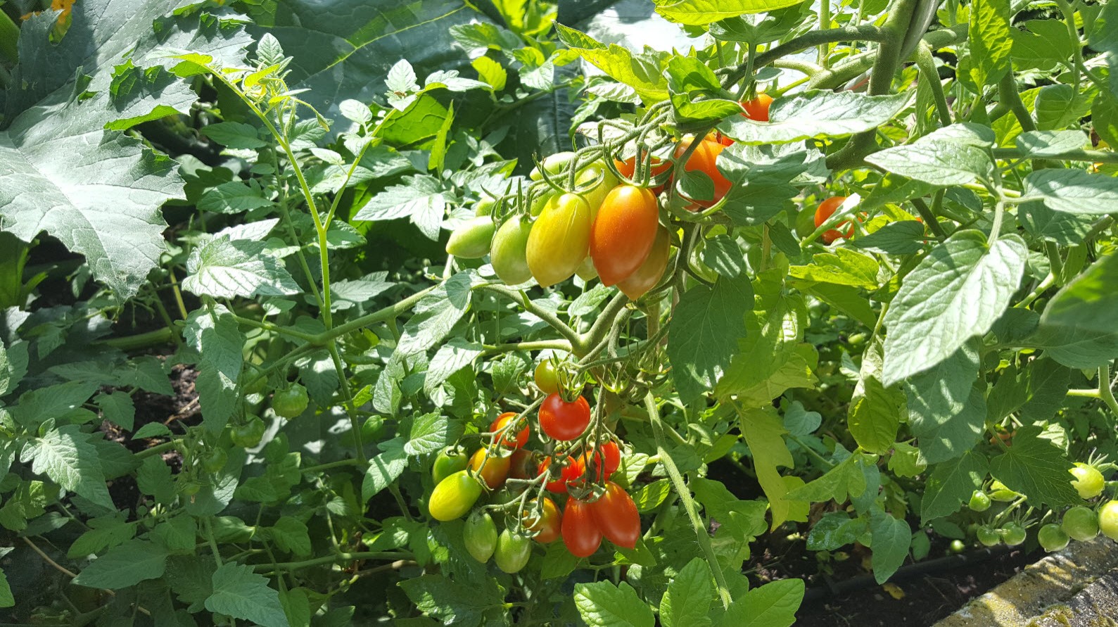 Tomates cerises dans le jardin Tomates cerises dans le jardin
