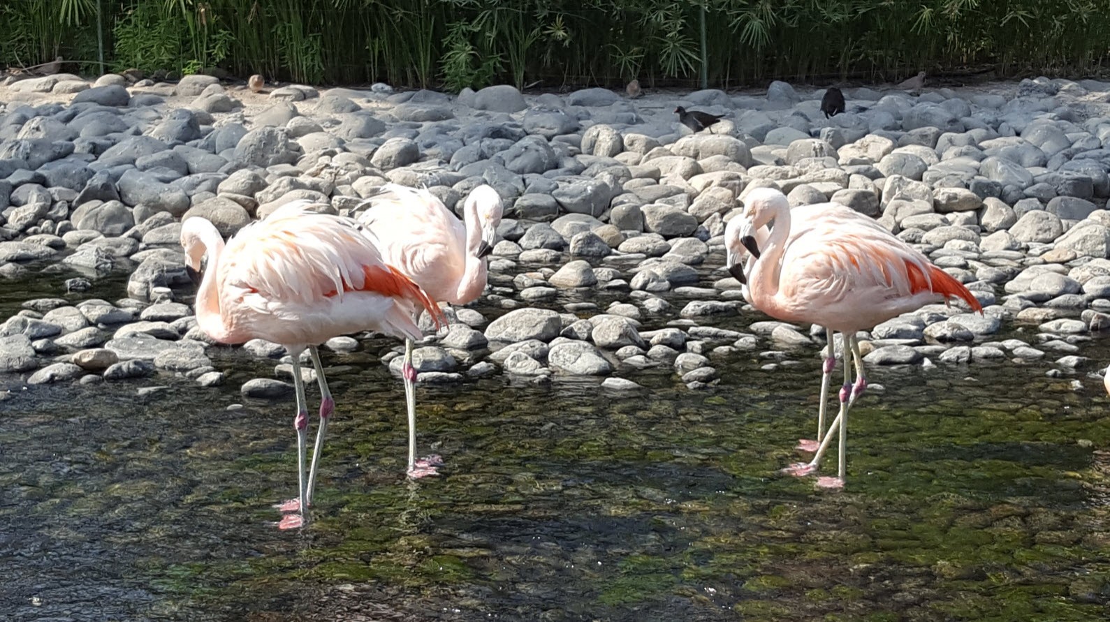Flamands Flamands