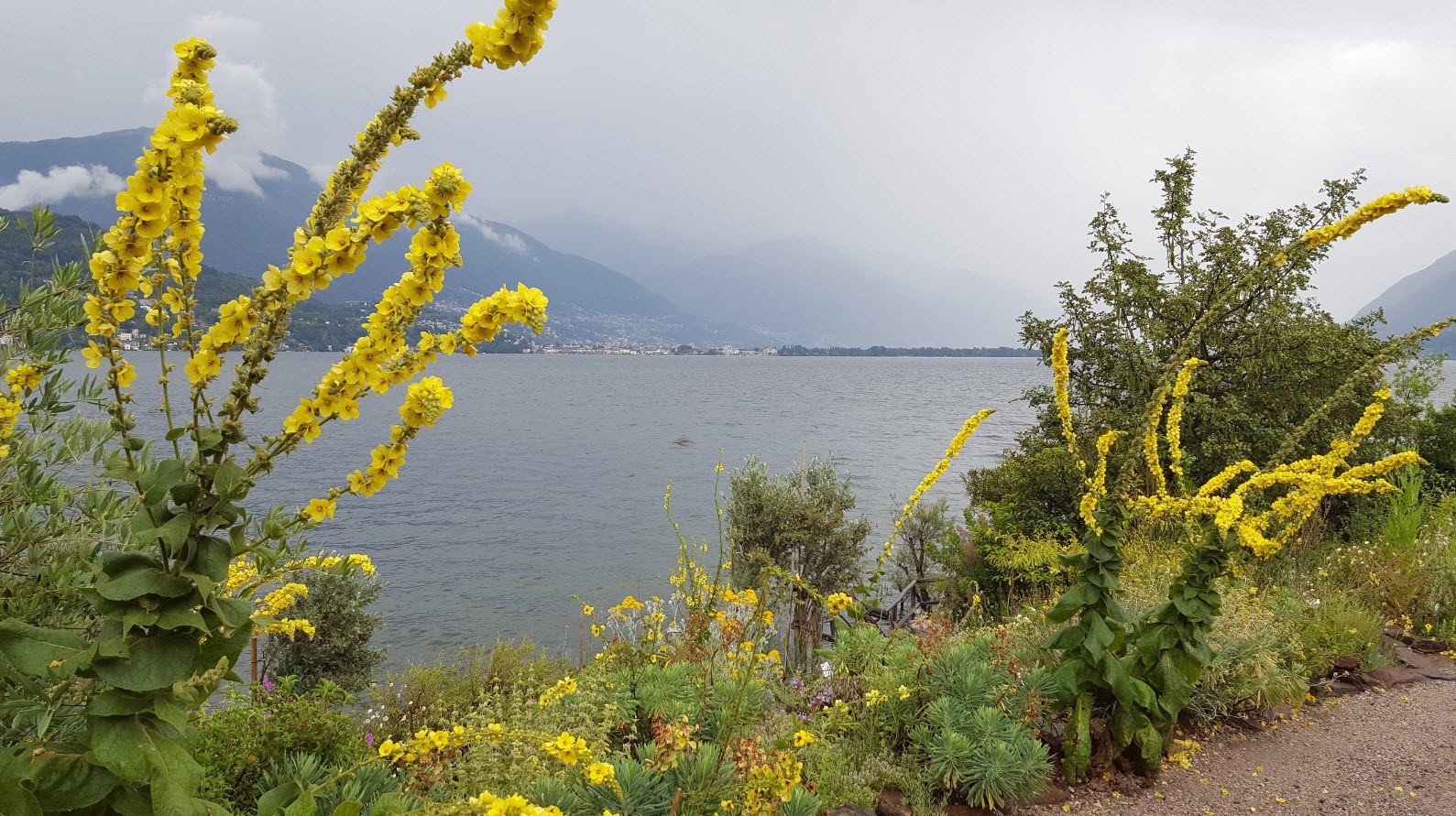 Jardin des Iles de Brissago Jardin des Iles de Brissago
