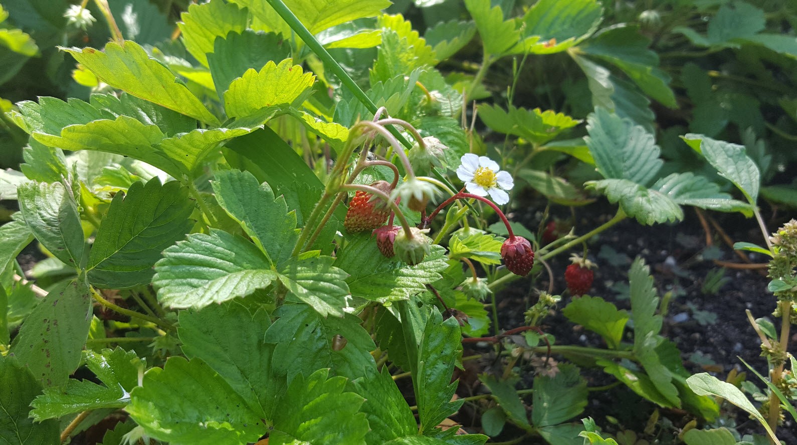Fraises des bois Fraises des bois
