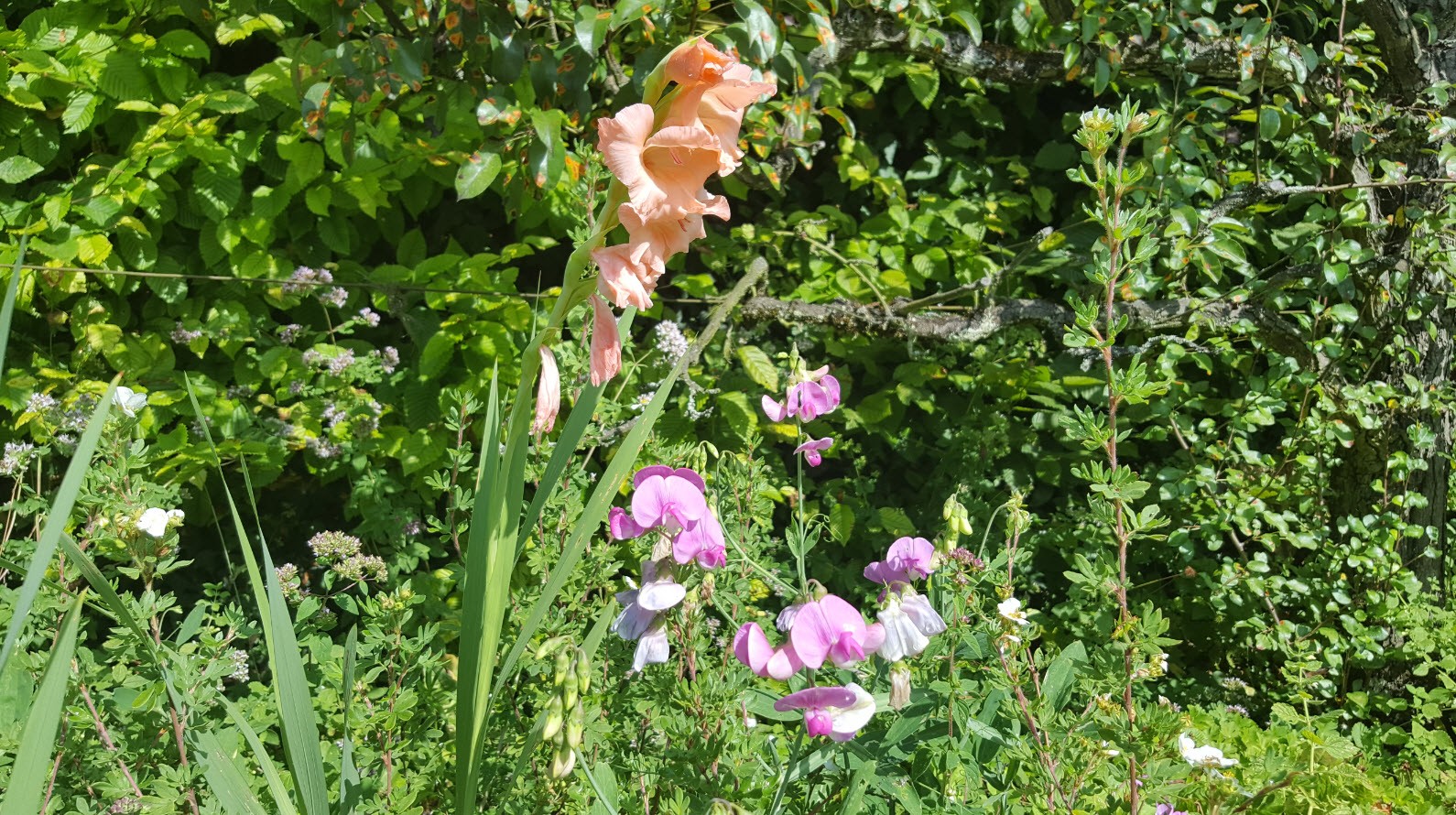 Fleurs dans le jardin Fleurs dans le jardin