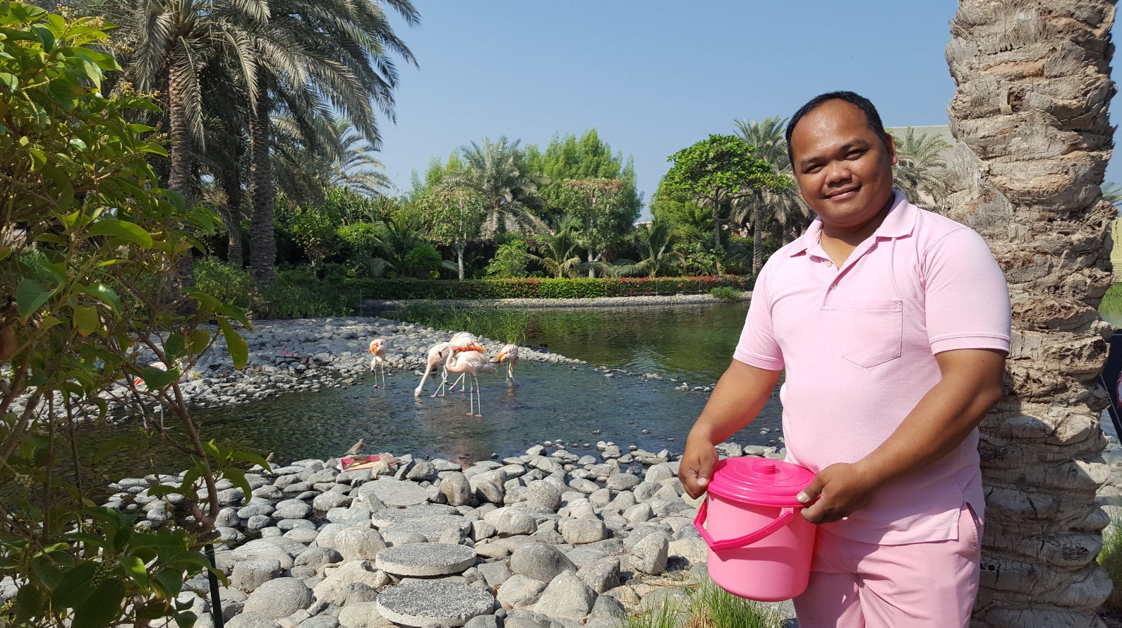 Mr Flamand rose Mr Flamand rose