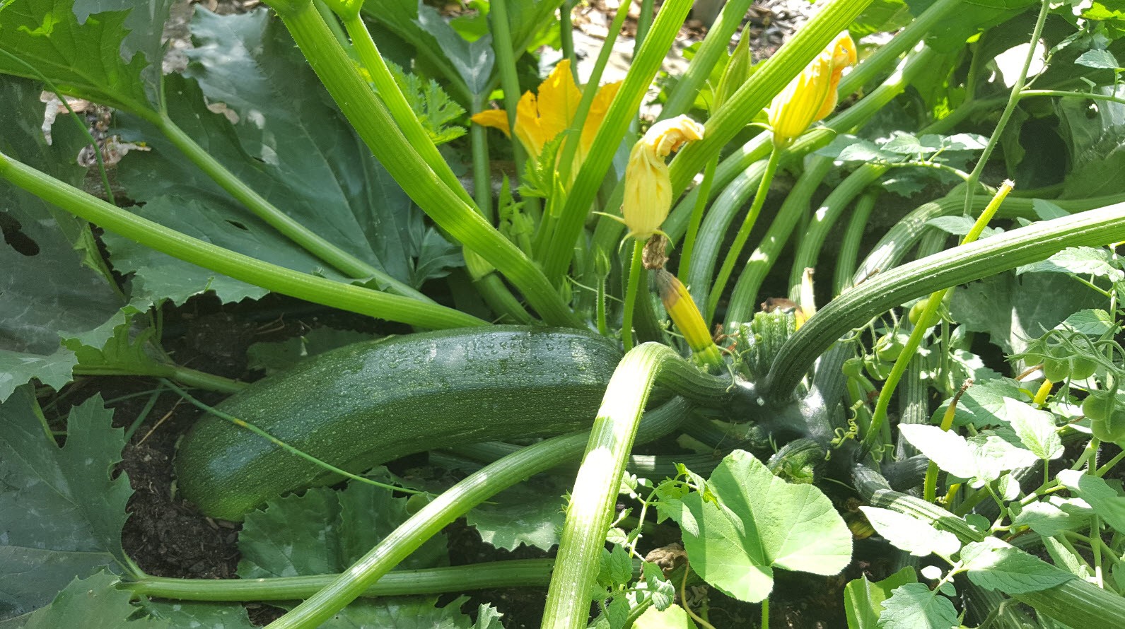 Courgette dans le potager Courgette dans le potager