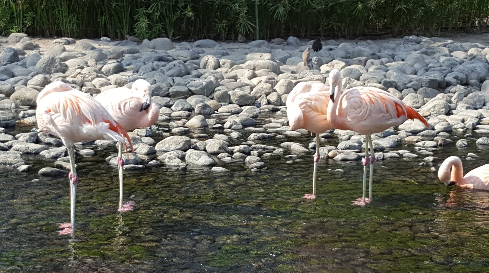 Flamands roses Flamands roses