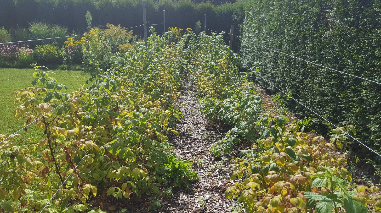 Pieds de vigne jardin Geneve Pieds de vigne jardin Geneve