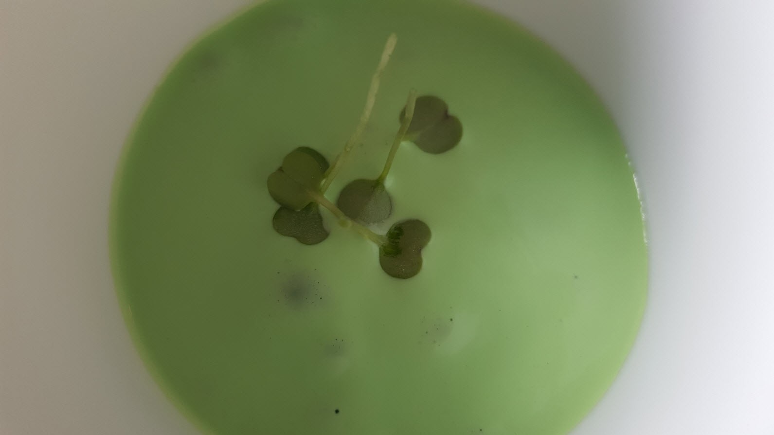 Premier amuse bouche Premier amuse bouche