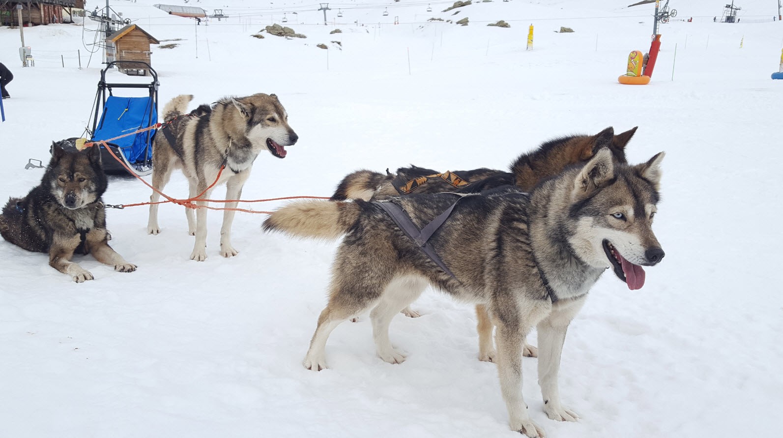 Chiens prets Chiens prets