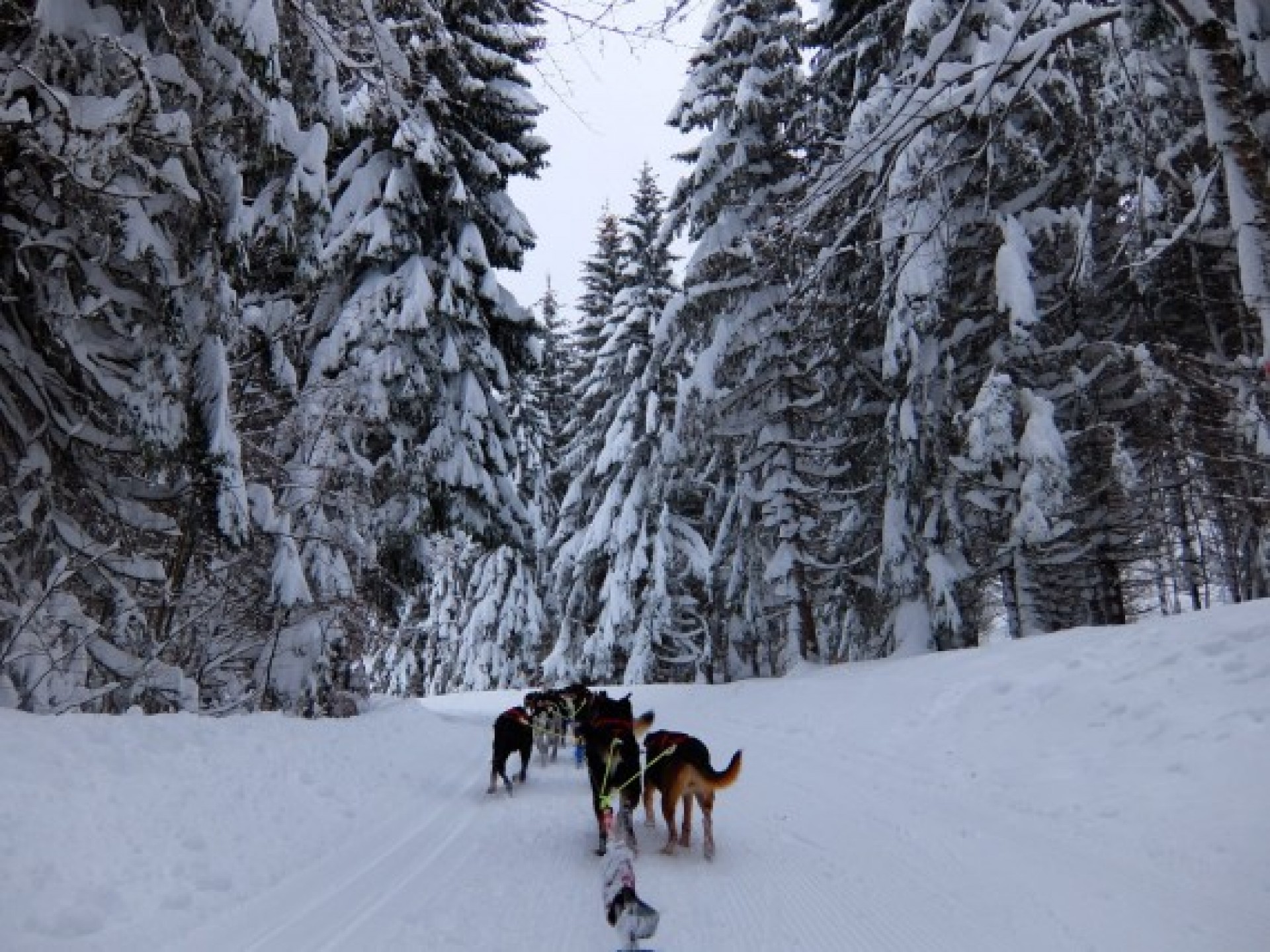 Chiens de traineaux Jura (9) Chiens de traineaux Jura (9)
