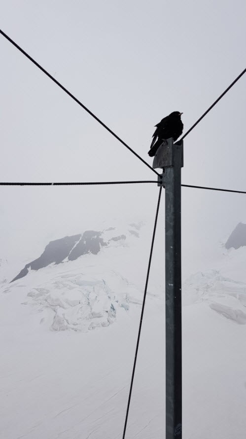 Glacier Jungfrau Oberland Bernois Valais Glacier Jungfrau Oberland Bernois Valais