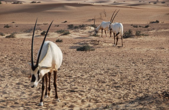 Desert Conservation Reserve Dubai (3) Desert Conservation Reserve Dubai (3)