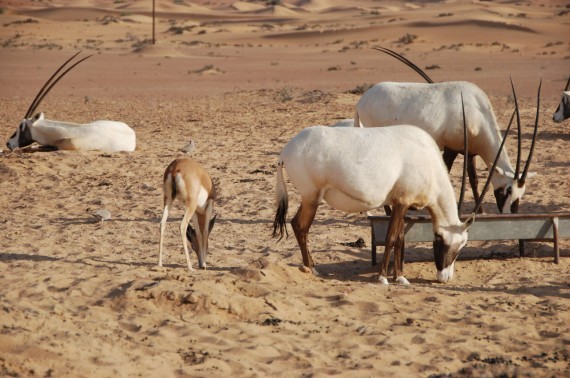 Desert Conservation Reserve Dubai (8) Desert Conservation Reserve Dubai (8)