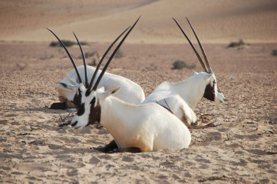 Desert Conservation Reserve Dubai (1) Desert Conservation Reserve Dubai (1)