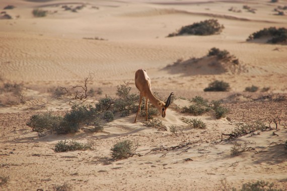 Desert Conservation Reserve Dubai (9) Desert Conservation Reserve Dubai (9)