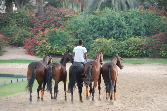 Polo Club Dubai 17 Polo Club Dubai 17