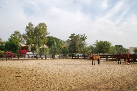 Polo Club Dubai 23 Polo Club Dubai 23