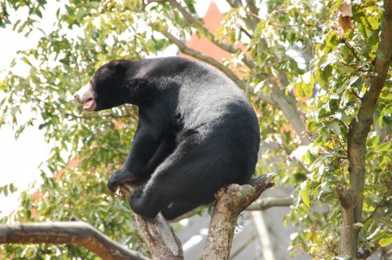 Taronga Zoo 14 Taronga Zoo 14