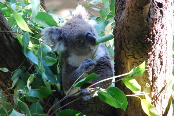 Kangourous et koalas Taronga Zoo Sydney (2) Kangourous et koalas Taronga Zoo Sydney (2)