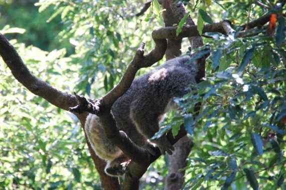 Kangourous et koalas Taronga Zoo Sydney (4) Kangourous et koalas Taronga Zoo Sydney (4)