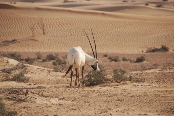 Desert Conservation Reserve Dubai (10) Desert Conservation Reserve Dubai (10)