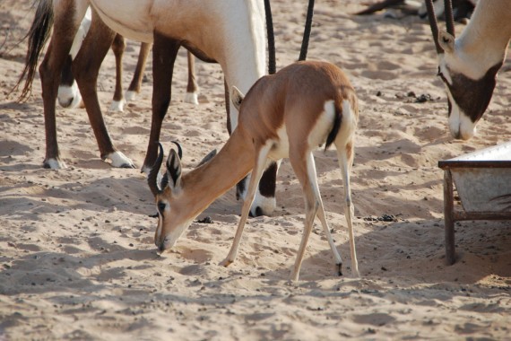 Desert Conservation Reserve Dubai (2) Desert Conservation Reserve Dubai (2)