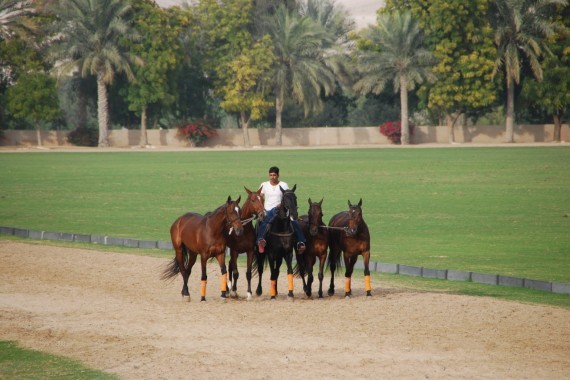 Polo Club Dubai 06 Polo Club Dubai 06