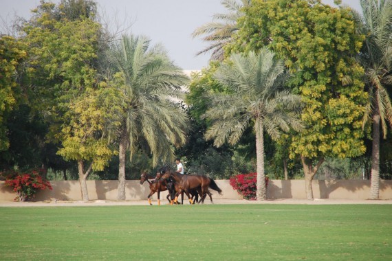 Polo Club Dubai 14 Polo Club Dubai 14