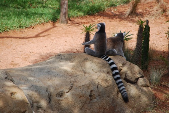 Taronga Zoo 05 Taronga Zoo 05
