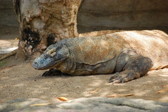 Taronga Zoo 06 Taronga Zoo 06