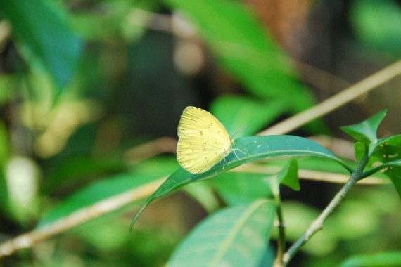Kuala Lumpur Butterfly Park (11) Kuala Lumpur Butterfly Park (11)